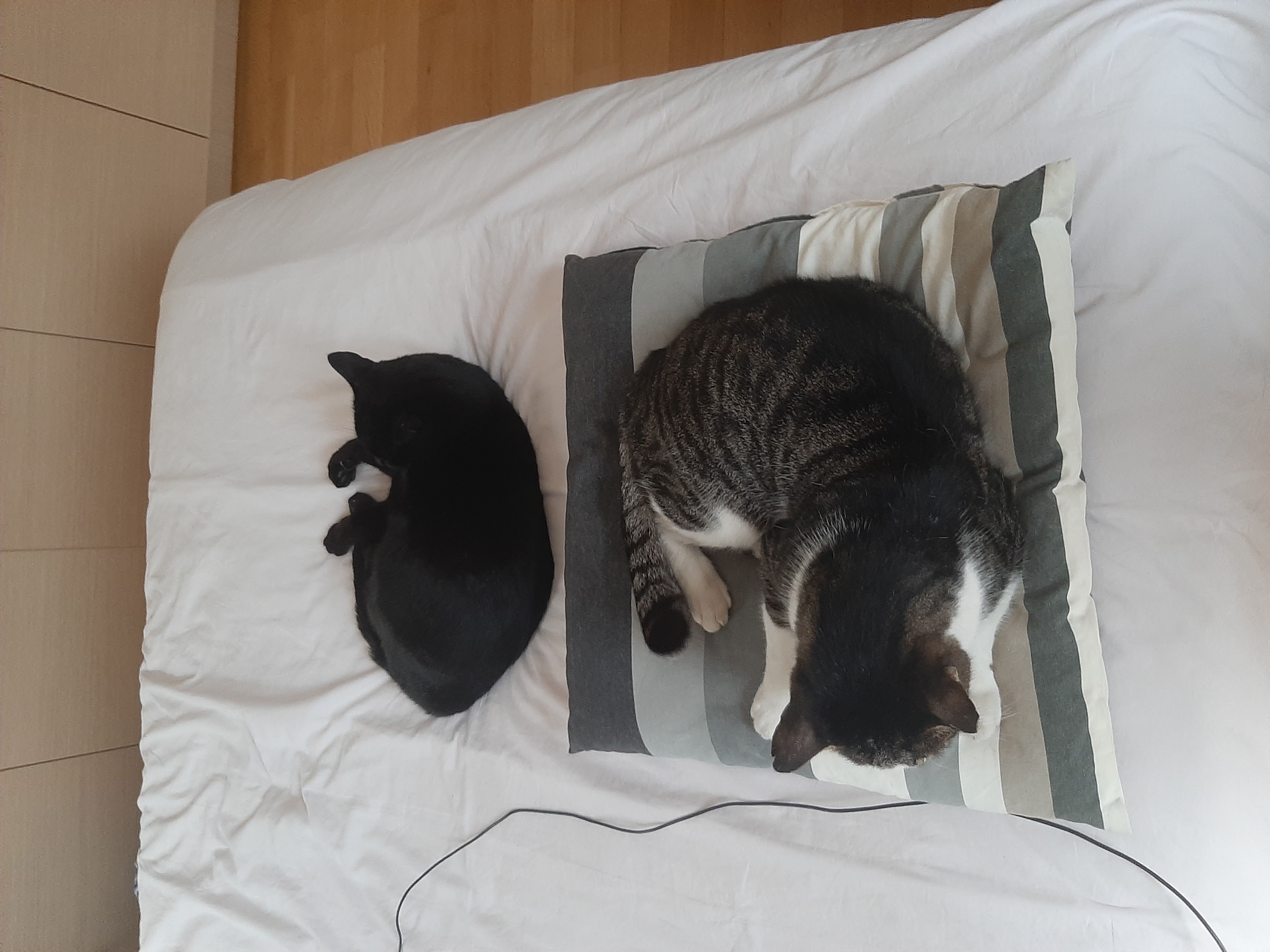 Hadiaris and Mavroula